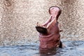 Hippo demonstration