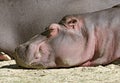 Hippo dozing lazily in the sun