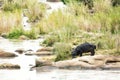 Hippo Drinking Out of River Royalty Free Stock Photo