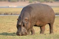 Hippo eating grass