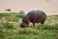 Hippo eating green grass