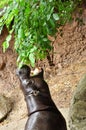 Hippo eatting leaf Royalty Free Stock Photo