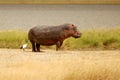 Hippo with Egret