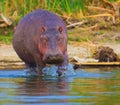 Hippo Royalty Free Stock Photo