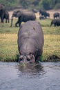 Hippo enters river with oxpecker on back Royalty Free Stock Photo