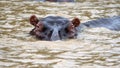 Hippo in the estuary