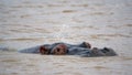 Hippo in the estuary