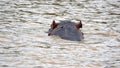 Hippo in the estuary