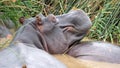 Hippo in the estuary