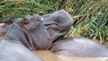 Hippo in the estuary