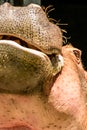 Hippo facial expressions during feeding time. Busch Gardens Wildlife Park Tampa Bay Florida