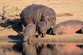 Hippo family Royalty Free Stock Photo