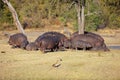 Hippo family Royalty Free Stock Photo