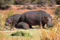 Hippo family Royalty Free Stock Photo