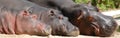 Hippo Family Royalty Free Stock Photo