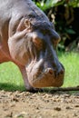 Hippo family Hippopotamus amphibius Royalty Free Stock Photo