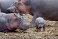 Hippo family Hippopotamus amphibius Royalty Free Stock Photo