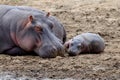 Hippo family Hippopotamus amphibius Royalty Free Stock Photo