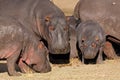 Hippo family Royalty Free Stock Photo