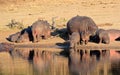 Hippo family Royalty Free Stock Photo