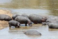 Hippo family Hippopotamus amphibius Royalty Free Stock Photo