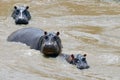 Hippo family Hippopotamus amphibius Royalty Free Stock Photo