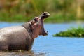 Hippo family (Hippopotamus amphibius) in the water, Africa Royalty Free Stock Photo