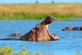 Hippo family (Hippopotamus amphibius) in the water. National park of Africa Royalty Free Stock Photo