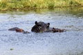 Hippo family keeping cool