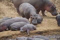 In the hippo family by the river  the little hippo lay asleep. Royalty Free Stock Photo