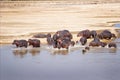 Hippo Family Royalty Free Stock Photo