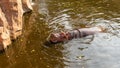 Hippo feeding by guests of the zoo. Reproduction and care of hippos