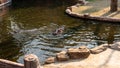 Hippo feeding by guests of the zoo. Reproduction and care of hippos