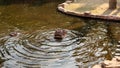 Hippo feeding by guests of the zoo. Reproduction and care of hippos