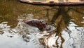 Hippo feeding by guests of the zoo. Reproduction and care of hippos