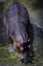 Hippo feeding, lake, animal, belo