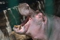 Hippo feeding in the zoo. Reproduction and care of hippos