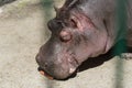 Hippo feeding in the zoo. Reproduction and care of hippos