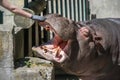 Hippo feeding in the zoo. Reproduction and care of hippos