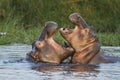 Hippo fight Royalty Free Stock Photo