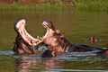 Hippo Fight Royalty Free Stock Photo