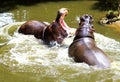 Hippo Fight Royalty Free Stock Photo