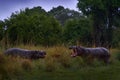 Hippo fight, Two big animals in the green grass, Okavango delta, Botswana in Africa. Hippo open muzzle, green forest vegetation