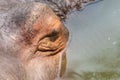 Hippo Front Half Face View Royalty Free Stock Photo