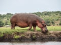 Hippo getting into the river