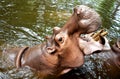 Hippo Giant opened its mouth on the water. Royalty Free Stock Photo