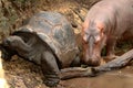 Hippo and Giant Tortoise