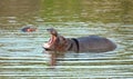 Hippo give a big yawn Royalty Free Stock Photo