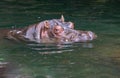 Hippo profiled in water