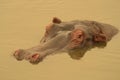 Hippo on golden pond. Royalty Free Stock Photo